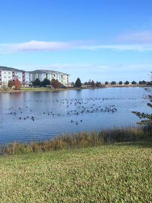 Beautiful day!  ❤️ #fyp #beauty #ducksoftiktok #florida 