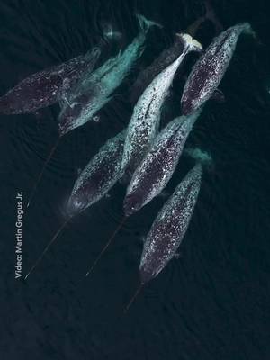 Known for their iconic tusks—which may help them sense changes in their icy environment—Narwhals navigate the Arctic waters as mixed pods of males, females, and juveniles. This pod was encountered by Martin Gregus Jr. (@Martin Greguš Jr.), and while barely visible from the water's surface, a bird's-eye view reveals the full extent of their movements and behaviors.