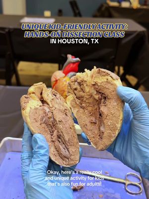 UNIQUE KID-FRIENDLY ACTIVITY: HANDS-ON DISSECTION CLASS 🧠 Did you know that @The Health Museum hosts medical profession-led dissection classes on weekends?! We joined a heart dissection and learned so much, but they also offer sessions focused on the brain, liver, eye, suturing, and more! 🩺 It’s a truly hands-on, educational experience that’s great for kids and adults alike, especially for anyone curious about the human body or interested in the medical field. Each group receives their own organ to dissect, and a doctor (or medical student) alongside a museum science educator is there to guide you and answer questions throughout the class. 🎟️ Museum admission is included, making it easy to turn this into a full-day learning adventure. 🧬 Note: children under 12 must be accompanied by an adult. 🔗 Book your class through: thehealthmuseum.org/events/doc-dissections ⚠️ December classes are already sold out, but new sessions are available from January through May 2026! 📌 SAVE THIS POST & TAG A PARENT!  —— 📍: The Health Museum (Museum District, 1515 Hermann Dr.) #familyfriendly #thingstodoinhouston #houston #htx #houstonfamilies 