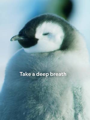 If a breathing exercise is good enough for a penguin, it's good enough for us.  #HostilePlanet is now streaming on @Disney+.