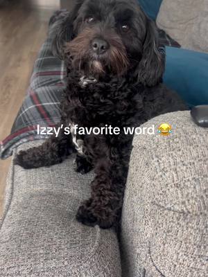 Izzy’s favorite words 😂 #dogsoftiktok #fyp #viral #florida #dogs  