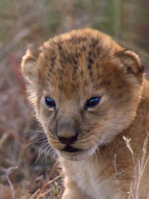 Lion cub roars are unmatched 🦁💛 These little cubs are just getting started, and as they grow, so will their roar. For males, that mighty sound could one day travel up to five miles across sub-Saharan Africa. 🎥: #NatGeoQueens
