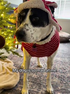She’s seriously not amused. 😂🐶🎄🤭🫠 #dogsoftiktok #christmasdog #dogmom #dogoutfit #dogs 