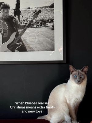 Merry Christmas everyone - hope you had a fab day! #christmas #2025 #siamese #fyp 