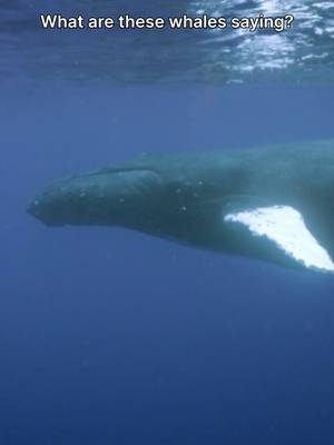 There's something captivating about whale song—both for these cetaceans, and for us! 🐋 🎥: #GiantsOfTheDeepBlue