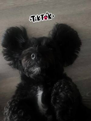 Happy Sunday!  💜  #viralvideo #sunday #tiktok #fyp #dogsoftiktok 