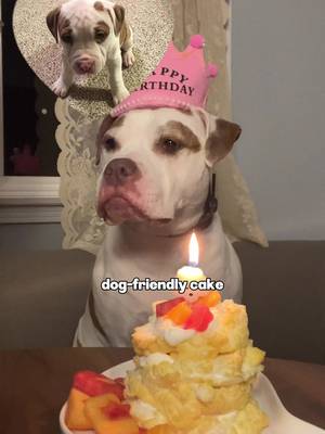 Dog-friendly cake for my literal dawgggg <3 Full tutorial (free) is up on my blog! #BitesByBianca #DogCake #HomemadeDogTreats #NYCCreator  https://bitesbybianca.com/dog-cake/