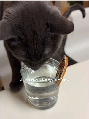 when someone asks what I'm doing for New Year's Eve #freshstep #newyearseve #viral #catsoftiktok #fyp 
