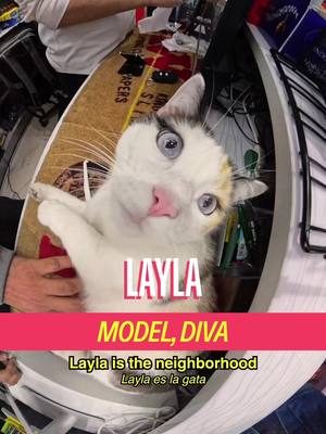 Meet the FEISTY Layla in Fidi with a special feature from @Metro by T-Mobile 🐈🐱📲 A show by Mad Realities host @MICHELLADONNA creative producer christian wallace shriver dp ben tillona  editor sean fitzmaurice  design Alex Mi  ae Ryan Novak  pa Vivienne Shriver #cat #nyc #meme #shopcats #MetroPartner