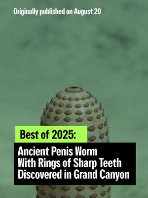 Originally published on August 20, 2025: About 500 million years ago, the Grand Canyon was a great sea, and among the creatures it harbored was a newly discovered type of penis worm, armed with many rings of teeth.