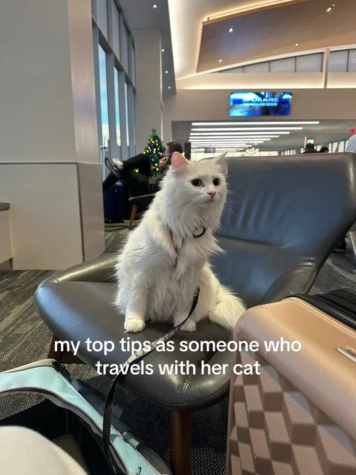 it’s a miracle she does as good as she does #cattravel #pettravel #pettips #adventurecat #travelcat 