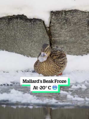 Mallard's Beak Froze At -20° C 🥶