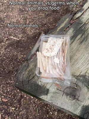Normal animals vs germs when you drop food. #fyp #humor #joke 