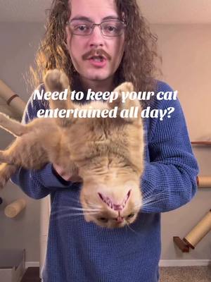 This is one of their favorite cat toys in the house #cat #catsoftiktok #catlovers #viralcats #funnycat #cattoys #cattips 