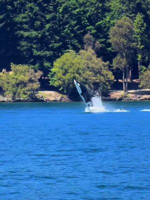 🦈 Send this to your adventure buddy! 📍👇 🚤💦 Did you know you can race across Lake Wakatipu in Queenstown, New Zealand in a shark-shaped jet boat that dives, spins, and launches through the water?! Strapping yourself into this $100,000 semi-submersible shark is hands-down one of the most adrenaline-filled experiences in New Zealand! 🦈🏔️ 🌊 This experience was UNREAL! Rocketing across the lake at high speed, plunging underwater, breaching up to 15ft in the air, and taking in the dramatic mountain scenery… this is truly one of the most unique bucket list experiences in the world.  DETAILS BELOW 👇 🏷️ Price: Around $125 NZD per person (prices may vary by season). ⏱️ Time: Trips last 15 minutes total on the water. 🚤 Experience: No experience needed! Just be ready for speed, splashes, and serious adrenaline. You’ll be riding with a trained pilot the whole time. Who would you ride the HydroAttack with?! 🦈💙 IB: our insanely talented friends @The Lost Two (Claudia & Kaan) 🫶🏼 #newzealand #queenstown #newzealandtrip #bucketlist #adrenalinejunkie 