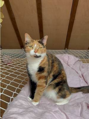 she gets to nap, watch the birds and be a demon spawn all at the same time ✨ #loftnet #calico #cattok #funnycat #whimsy 