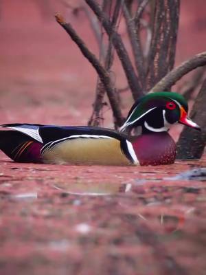 What duck do you think has the most vibrant colors?! 🎥: Justin Fortune #ducksunlimited #waterfowl #conservation #Outdoors #ducks  