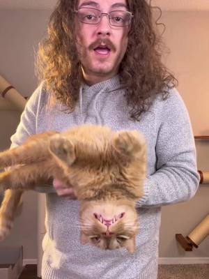 There’s a reason these are the best selling cat toy on here #cat #catsoftiktok #catlovers #viralcats #funnycat #cattoys #cattips 
