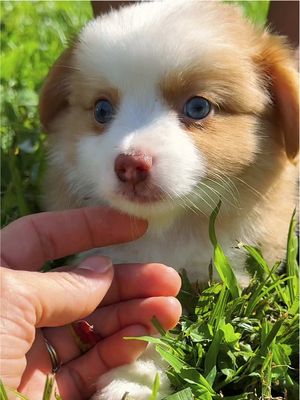Just some scrumptious cuteness for your feed! 🥹🐶. #cutenessoverload #puppy #australianshepherd 