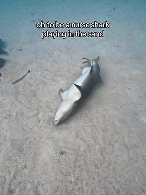 Sad seeing someone else love my dream. - #nurseshark #notai #ocean #fyp #cute