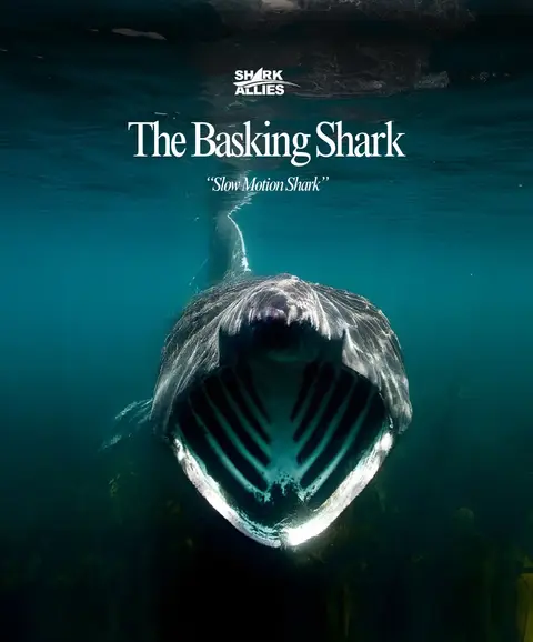 Comment your favourite type of shark! 👉 - #sharks #fyp #ocean #nature #fypシ 