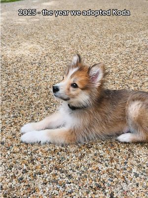 2025 brought us our little fox