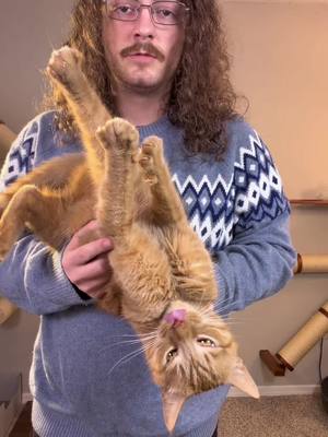 The happiest orange cat #cat #catsoftiktok #catlovers  #viralcats #funnycat #orangecatbehavior #orangecat 
