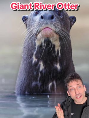 The River Wolves 👀 #giantriverotter 