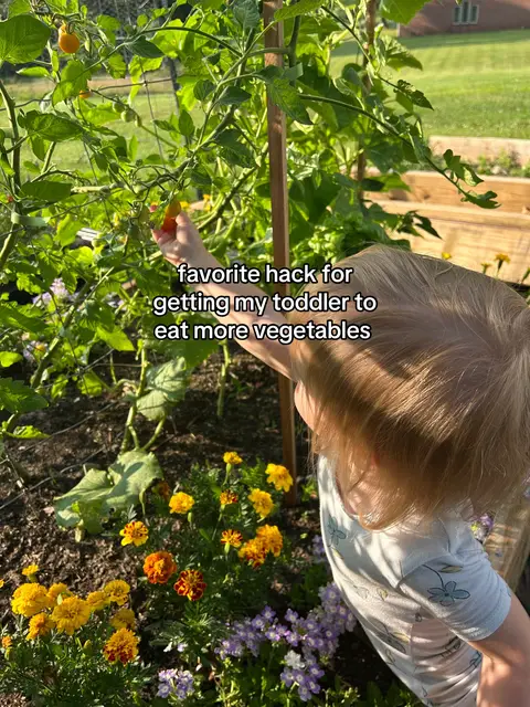 My favorite activity I’ve done with my daughter. 🥹 I can’t wait until garden season again!  I realized she’s 5x more likely to eat a whole cucumber or tomatoes when she is able to pick them herself. Planting 2 more cherry tomato plants this year because I couldn’t keep up with all the tomatoes she was eating! 😂 #toddlersoftiktok #MomsofTikTok #toddleractivity #toddlerfood  Activities with toddlers motherhood garden season toddler food mother and daughter 
