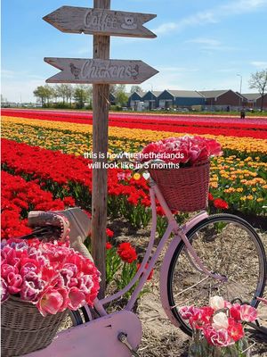 This is your sign to book a spring trip to the Netherlands 🌷✨ In a few months, the countryside turns into a sea of color — and this is everything you need to plan the perfect tulip season trip. Save this for later. Our Netherlands Tulip Guide 🇳🇱🌷 Where to go: 🌷 FAM Flower Farm – One of our favorites. Less touristy, beautifully curated, open only on selected dates. 🌷 Tulip Experience Amsterdam – A curated tulip field you can walk into, plus a small museum. 🌷 The Tulip Barn – Relaxed vibe, iconic swing photo spot and sunset openings. 🌷 Keukenhof – The most famous flower park in Europe, open from March to mid-May. 🌷 De Tulperij – A family-run tulip farm with tours and tastings. 🌷 Just drive around – Rent a car or bike and explore between Lisse, Hillegom and Noordwijkerhout. The best fields are often the unexpected ones. When to go: Tulip season usually runs from mid-March to early May. Peak bloom is typically mid-April, but it depends on the weather — always check local updates before booking. Extra tips: • Don’t walk into the fields unless it’s allowed — it damages the bulbs. • Sunrise and sunset = best light and fewer people. • Wear comfy shoes. • These are working farms, not theme parks — respect the growers. Save this for tulip season 🌷🤍