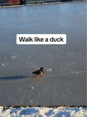 Just talking a walk with a duck in Copenhagen.