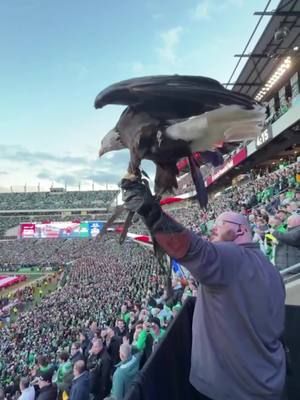 Fly Eagle Fly… playoffs edition #eagles #nfl #wildcard #49ersvseagles 