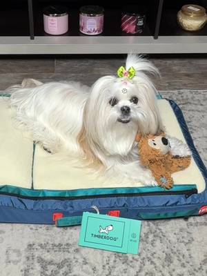 Kylie’s all set for road trips, camping vibes, or hotel hangs, but only if her RuffRest comes along! 😎🛏️🌲 #ugc #ugcpet #pet #petugc #ugccreator  @TIMBERDOG  dog bed, pet sleep, dog comfort, picky dog, small dog, cozy dog bed, best dog bed, dog bed review, pet essentials, Timberdog, Timberdog bed pet ugc, dog content creator, pet brand content, ugc for pet brands