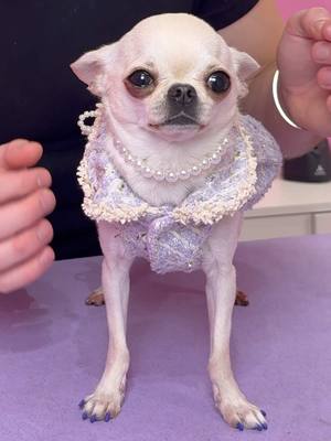 The cutest water gremlin #dogs #doggrooming #chihuahua 