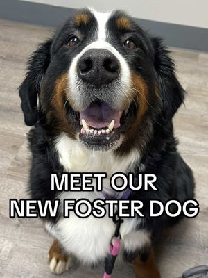It only gets better from here, sweet Nyx❤️  I’m so excited to introduce our new foster to all of you! I picked up sweet Nyxie girl Friday afternoon and spent the weekend getting to know her a bit better as well as letting her decompress.  Despite the first 5 years of her life being mistreated and neglected at an Amish puppy mill, she still somehow manages to the sweetest dog. She’s definitely ready for all the love and cuddles she’s missed out on her entire life.  She has a full exam and spay procedure scheduled for this week with my vet, however once I got her home Friday night and I saw how infected and painful both her dew claw and ears were, I got her in to see my vet first thing Saturday morning. My vet was able to clip her dew claw and pull out the piece that had grown into her foot. It was embedded much deeper than I expected. The smell of the infection (🥴) immediately took over the room as soon as my vet pulled the nail out of her foot. I can’t imagine how painful that ingrown nail has been for her.  My vet also took a look at her ears and said they had likely been chronically infected, and left untreated, for YEARS.  Nyx has started on antibiotics to treat the nasty infection from her ingrown dew claw as well as medicated ear drops to help with her ear infections. Both already seem to be getting a bit better.  *Nyx is being fostered through and adopted out by National Bernese Mountain Dog Rescue Network  She is NOT available for adoption at this time. She still needs to be spayed and recover from that procedure. I also need some time to learn more about her to determine what her ideal home would be so the adoption coordinators can best match her with her perfect forever home. If you’d like to keep up with Nyx, be sure to hit the follow button 🖤🤍🤎 #rescuedog #fosterdog #bernesemountaindog 