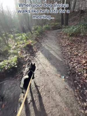 Do you have somewhere to be? 🤔 #dogfood #butchersdogfood #dogsoftiktok #dogtok 
