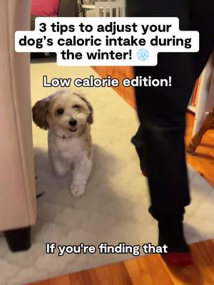 Shorter walks because it's freezing? Totally fair. Here are 3 ways to adjust your dogs caloric intake during these colder months! 
