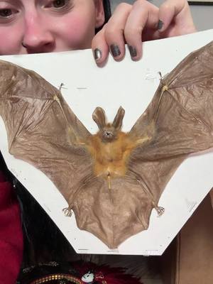 IT’S FRICKIN BATS!!!!!! A REAL ONE!!!!! 