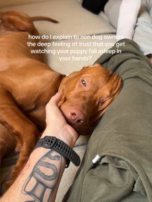 Nothing will love you more unconditionaly #vizsla 