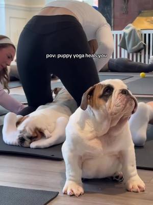 There’s nothing better 😇 Hey NYC- due to popular demand, we opened up an additional class time with English Bulldogs this Saturday, Jan 17th in Flatiron Studio 2 😍 Click the link in our bio to grab tickets before they’re gone! #englishbulldog #englishbulldogpuppy #puppyyoga 