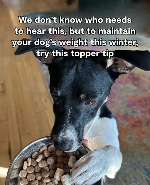 Topper tips for maintaining your dog's weight this winter!❄️ 