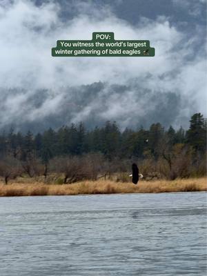 From late fall through winter, thousands of bald eagles gather in the Harrison River Valley...more than anywhere else on Earth. 🦅 Stroll the Sandpiper Trail and pause at the Eagle Viewing Gazebo, or see them soar on a river tour; either way, it’s an unforgettable wildlife moment. Credit: @Stephanie | Travel🇨🇦 #exploreBC #pnw #eagle #wildlife #britishcolumbia @Tourism Harrison 
