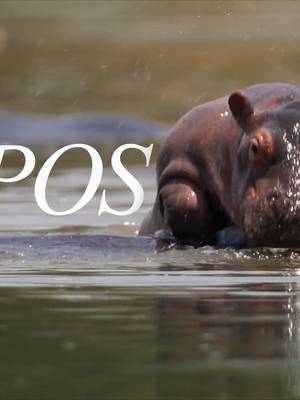 Main character energy, hippo edition 🦛 🎥: #JadeEyedLeopard, #Underdogs