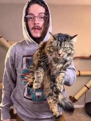 This is the best way to deal with your cat’s hairballs #cat #catsoftiktok #catlovers #cattips #cattreats 