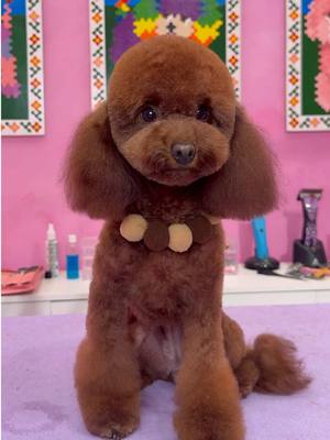 Restoring this dogs puppy colors! . #dogs #doggrooming #dogsbylogan #cutedogs