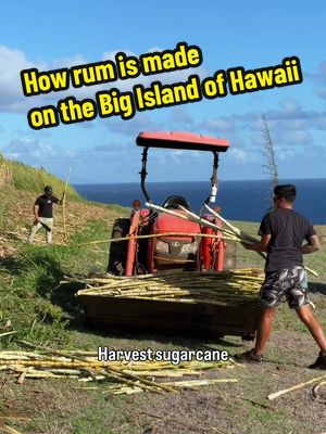 I was recently on the Big Island of Hawaii and I visited @kuleanarumworks who is making some fantastic rum agricole and rum blends. I took a tour of their farm so I could show you the process of making this rum.  The style of rum is made with fresh sugarcane juice as opposed to molasses, so it has a very fresh and vibrant flavor to it which makes it one of my favorite styles of rum.  It’s a lot of work to make this rum, after being harvested the sugarcane must be trimmed by hand to remove parts which would make the juice bitter.  The cane is then fed by hand into a powerful roller to extract the juice.  This juice is then trucked over to their distillery where it is fermented before finally being distilled into rum.  When you find yourself on the Big Island I highly recommend visiting the Kuleana Rum Shack to have a rum flight and a Mai Tai  #rum #howitsmade #rhumagricole #hawaii #hawaiianrum