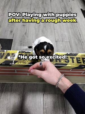 Which one was your favorite ? . . . #puppy #positivity #extrovert 