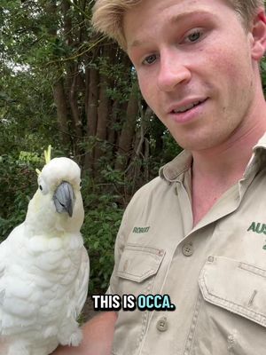 Meet Occa the Sulpher-crested cockatoo ☺️