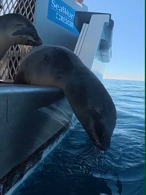 SeaWorld Rescue recently completed the first successful return of 2026, bringing four California sea lions to the wild after receiving expert veterinary care and rehabilitation. 💙 #SeaWorldSanDiego #SeaWorldRescue #sealion #animalconservation 
