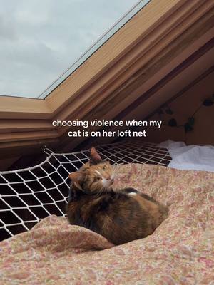 my favourite hobby #loftnet #cat #catsofttiktok #catlovers #calico 